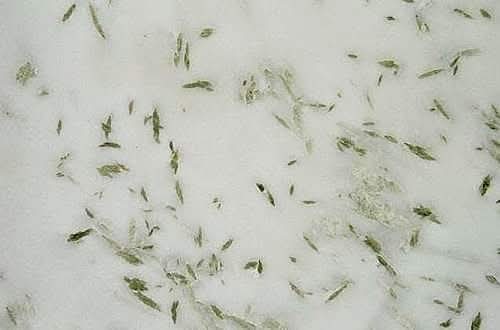 Pista White Marble